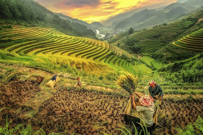 2-Day Motorbike Tour to Mu Cang Chai Loop from Sapa - O Quy Ho’s Lonely Tree gives you a quick high point
