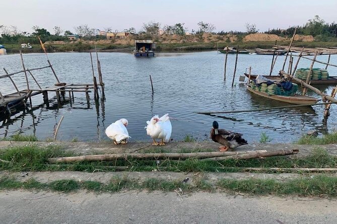 3 Hours Hoi An Countryside Motorbike Tour - Price, group size, and what you receive
