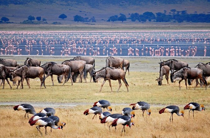 7-Day Tanzania Private Guide Motorcycle Safari Tour - Key points about this Tanzania motorcycle safari