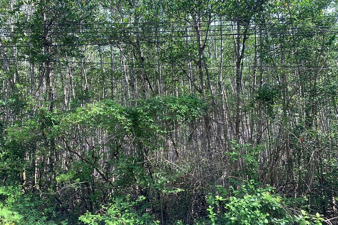 Can Gio Mangroves - Monkey Island by Motorbike and Scooter - What $65 per person really covers