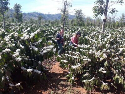 Dalat Countryside Motorbike Day Tour–Coffee Farms & Pagodas
