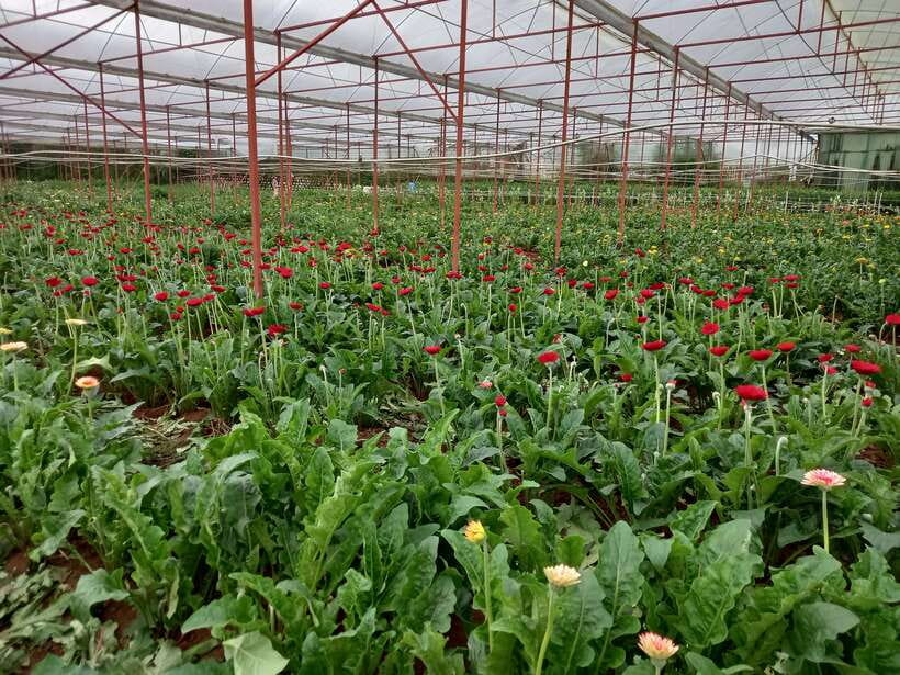 Dalat Countryside Motorbike Day Tour–Coffee Farms & Pagodas - Robin Hill, Tuyen Lam Lake, and the best views