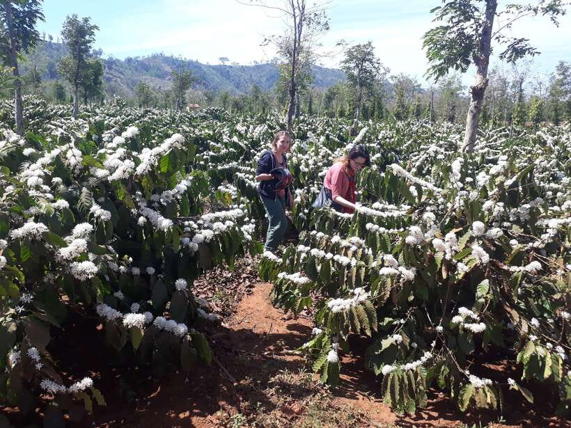 Dalat Countryside Motorbike Day Tour–Coffee Farms & Pagodas - Flower farms show why Dalat feels different