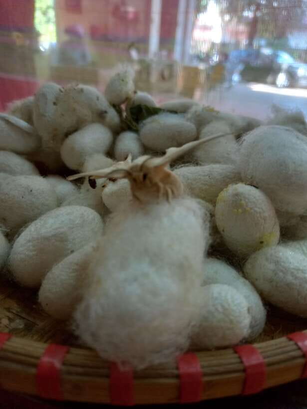 Easy Rider - Motorcycle Tour - Dalat Countryside Day Tour - Rice wine, silk, and the work behind local products