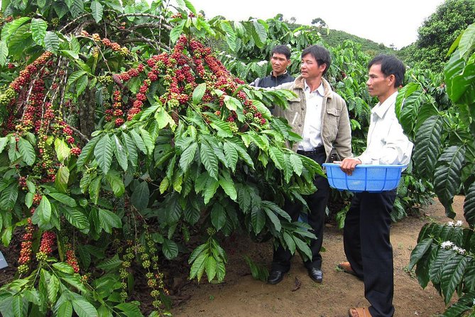 Easy Riders Buon Ma Thuot - Daily Tour. - How much value do you get for $241?