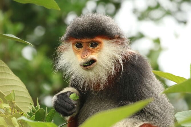 Red-shanked Douc - Private Motorbike Tour - Key points to know before booking