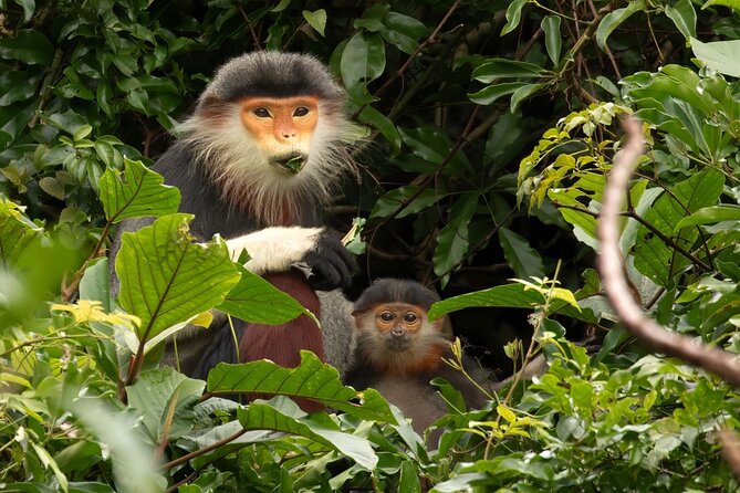 Red-shanked Douc - Private Motorbike Tour - A 7:00 am start from Da Nang