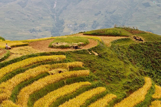 Sapa Motorbike Tour 1 Day| See All Of Rice Fields & Valleys in One Day - Lao Chai and the Hmong farming tradition