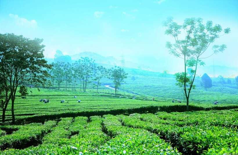 Sapa to Waterfall, Green Tea Farm with motorbike driver - Tan Uyen tea farms: the longest stop of the day