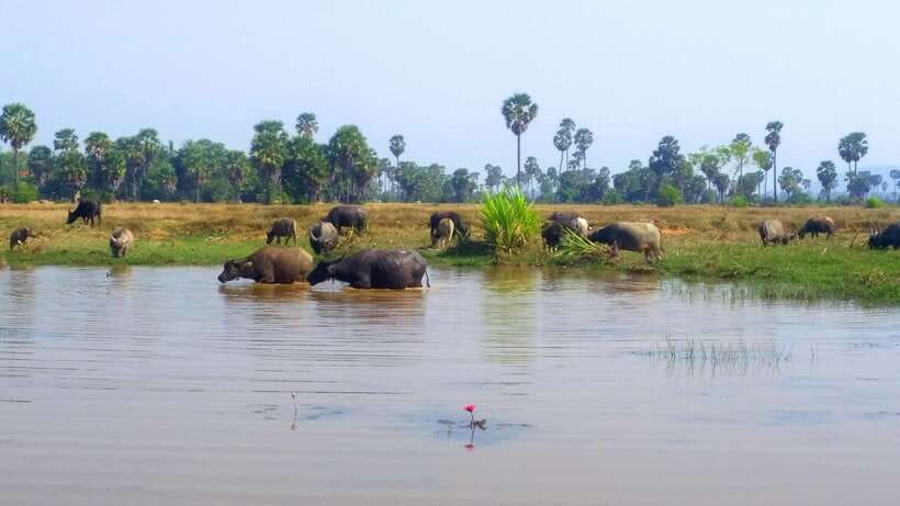 Siem Reap: 6-Hour Easy Rider Motorbike Tour - Markets, bridges, and the old Angkor road